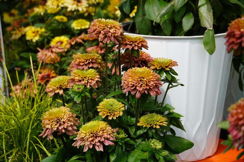 Echibeckia Summerina Glow Sugar Shake - View 1 from www redcrocus com