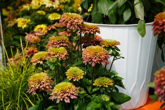 Echibeckia Summerina Glow Sugar Shake - View 1 from www redcrocus com