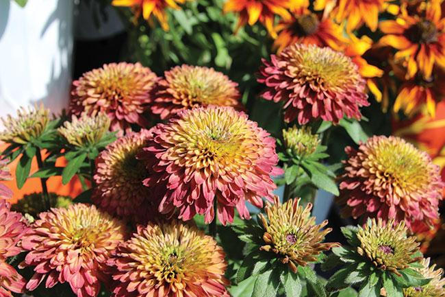 Echibeckia Summerina Glow Sugar Shake - View 4 from www redcrocus com