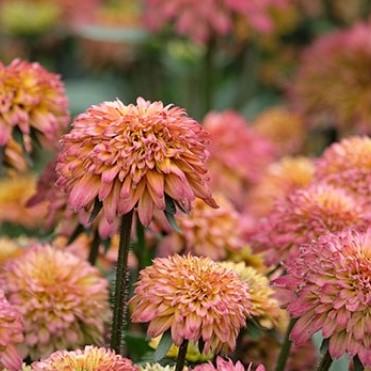 Echibeckia Summerina Glow Sugar Shake - View 5 from www redcrocus com
