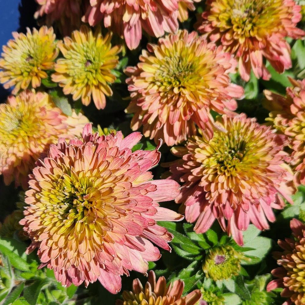 Echibeckia Summerina Glow Sugar Shake - View 7 from www redcrocus com