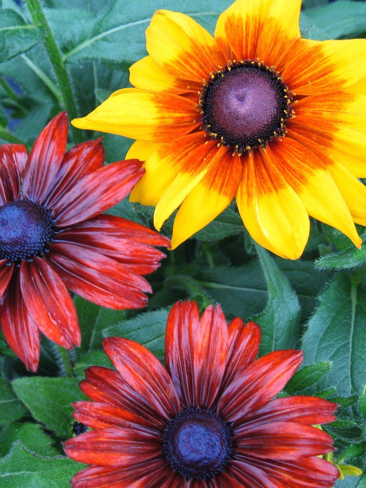 Echibeckia Summerina Glow Sugar Shake - View 9 from www redcrocus com