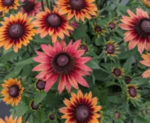 Echibeckia Summerina Glow Sun S Up - View 11 from www redcrocus com