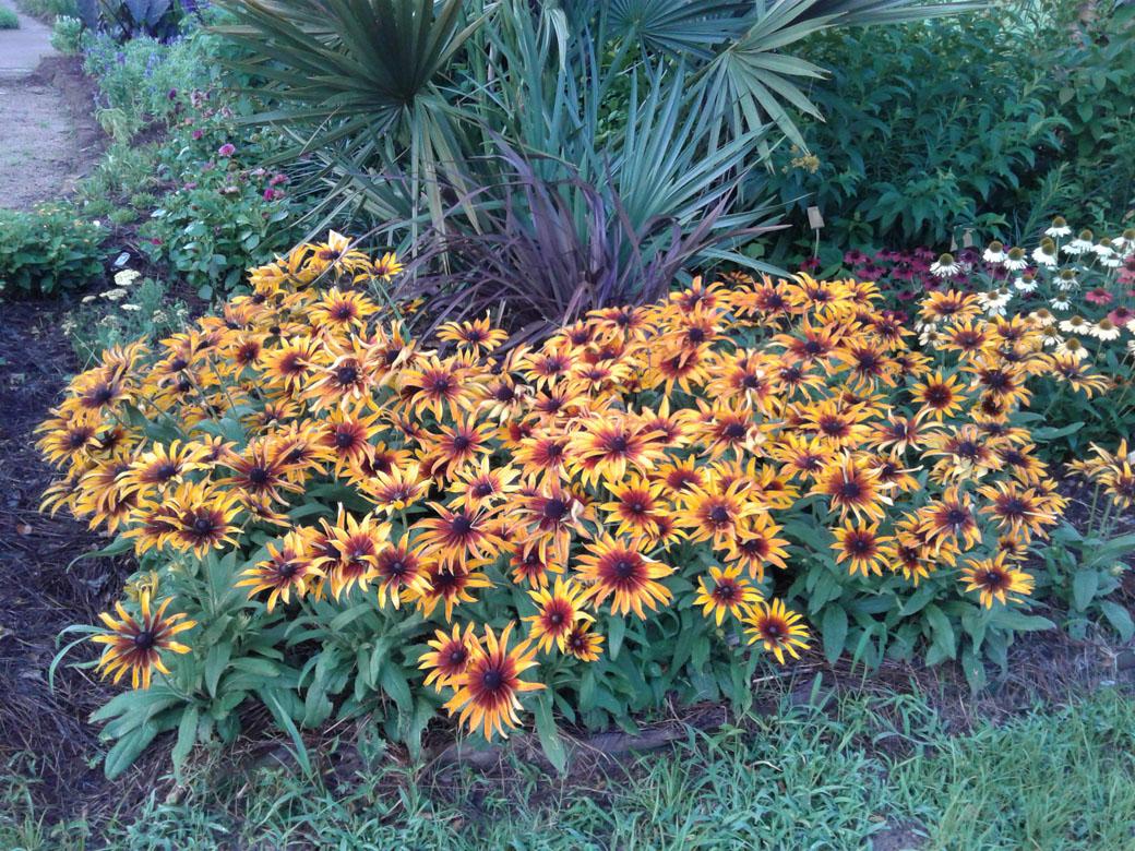 Echibeckia Summerina Glow Sun S Up - View 13 from www redcrocus com