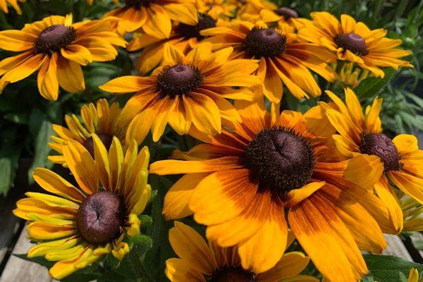 Echibeckia Summerina Glow Sun S Up - View 15 from www redcrocus com