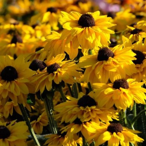 Echibeckia Summerina Glow Sun S Up - View 1 from www redcrocus com