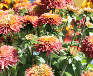 Echibeckia Summerina Glow Sun S Up - View 3 from www redcrocus com