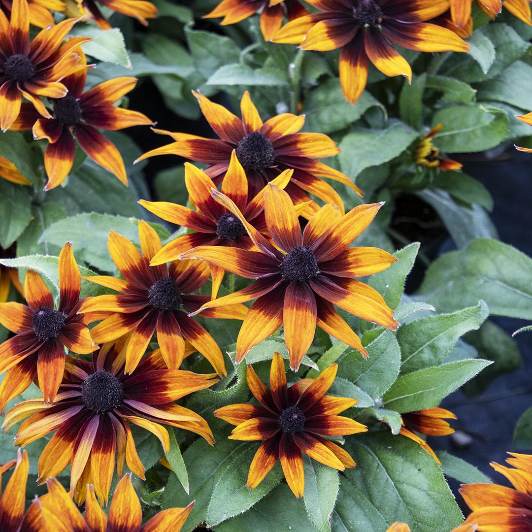 Echibeckia Summerina Glow Sun S Up - View 4 from www redcrocus com