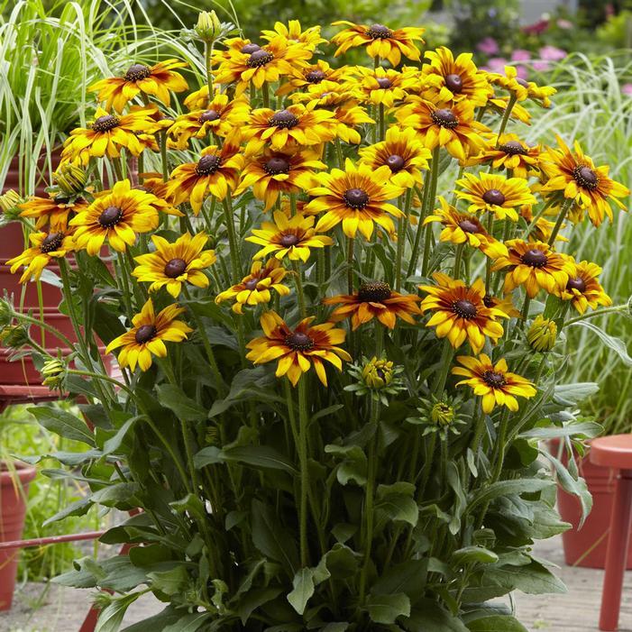 Echibeckia Summerina Glow Sun S Up - View 5 from www redcrocus com