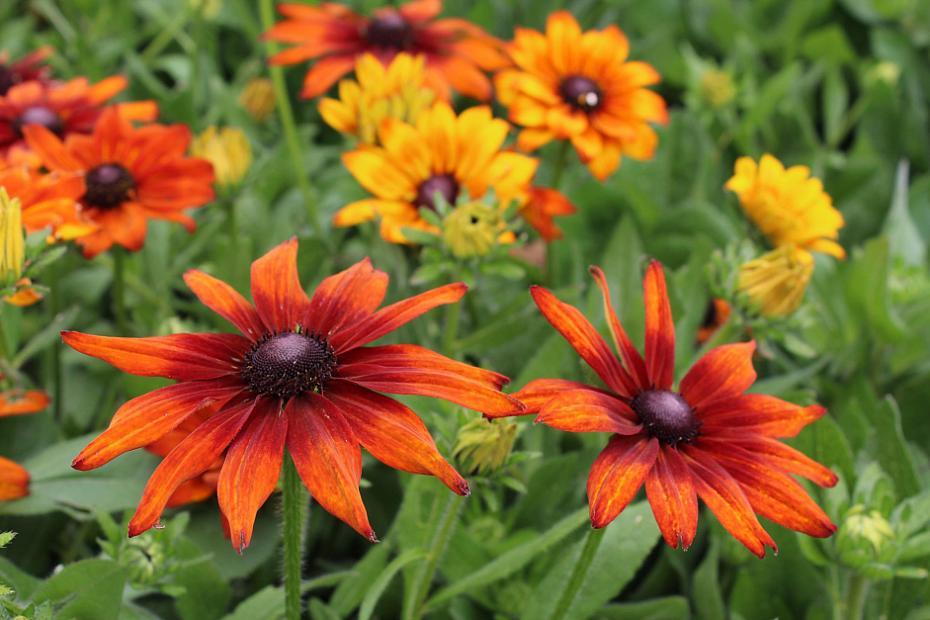 Echibeckia Summerina Glow Sun S Up - View 9 from www redcrocus com