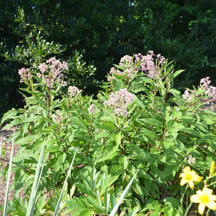 Eupatorium Maculatum Little Pye - View 10 from www redcrocus com