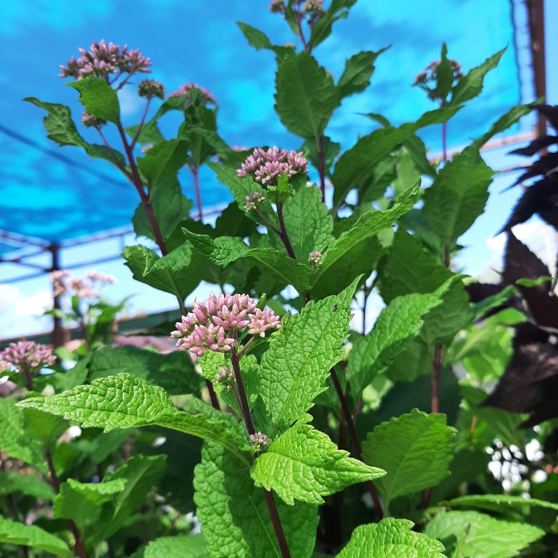 Eupatorium Maculatum Little Pye - View 11 from www redcrocus com