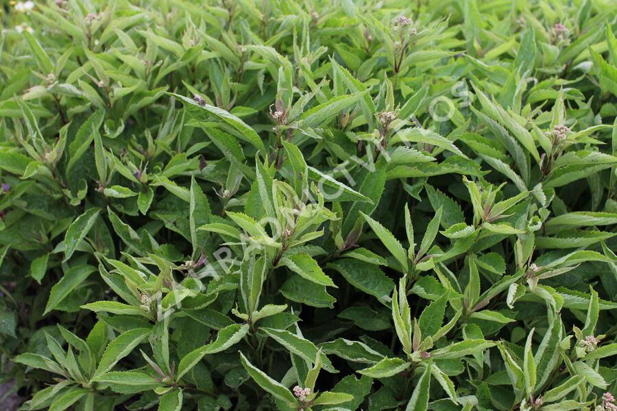 Eupatorium Maculatum Little Pye - View 12 from www redcrocus com