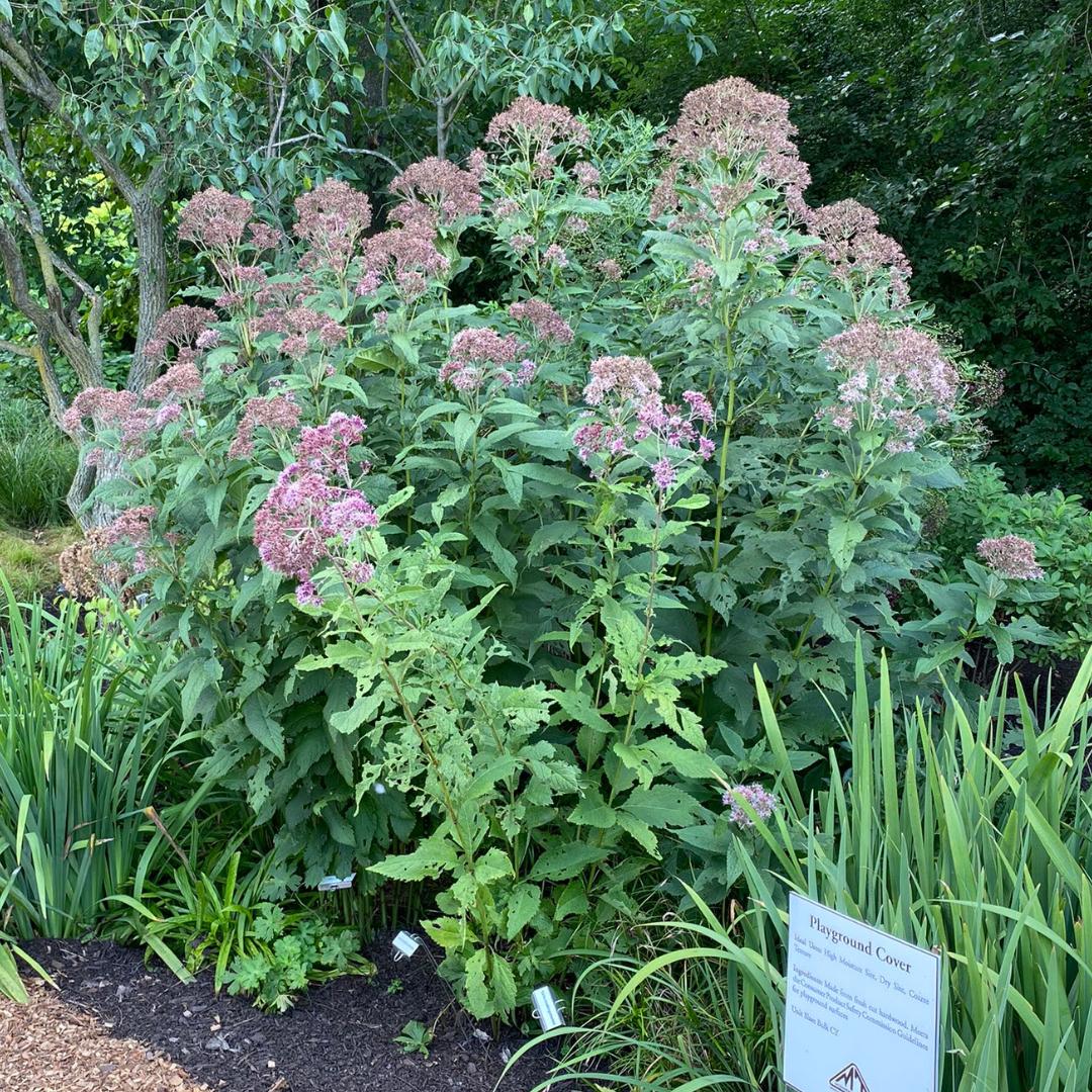 Eupatorium Maculatum Little Pye - View 13 from www redcrocus com
