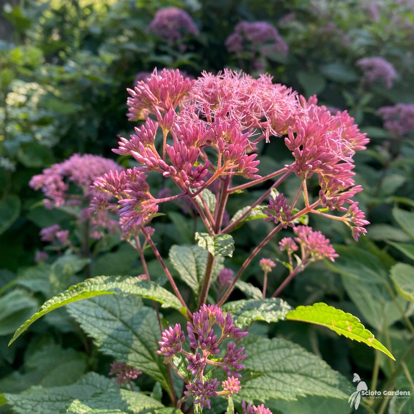 Eupatorium Maculatum Little Pye - View 14 from www redcrocus com