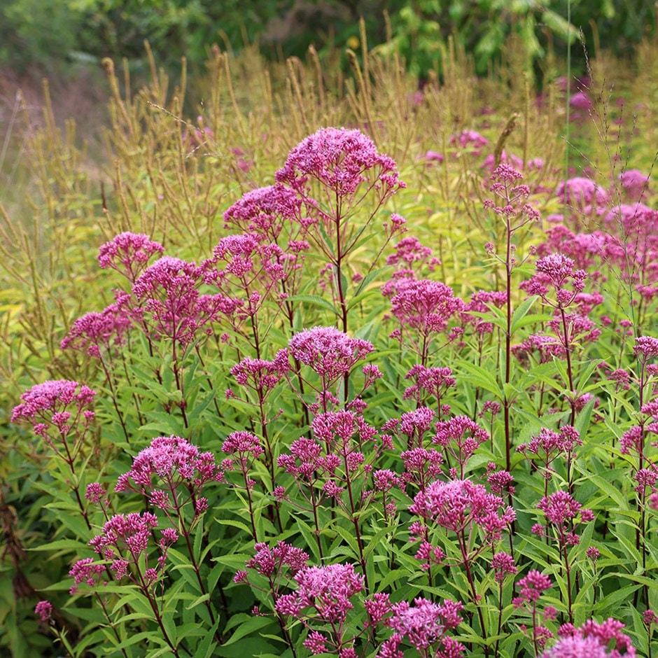 Eupatorium Maculatum Little Pye - View 17 from www redcrocus com