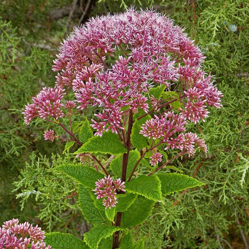 Eupatorium Maculatum Little Pye - View 18 from www redcrocus com