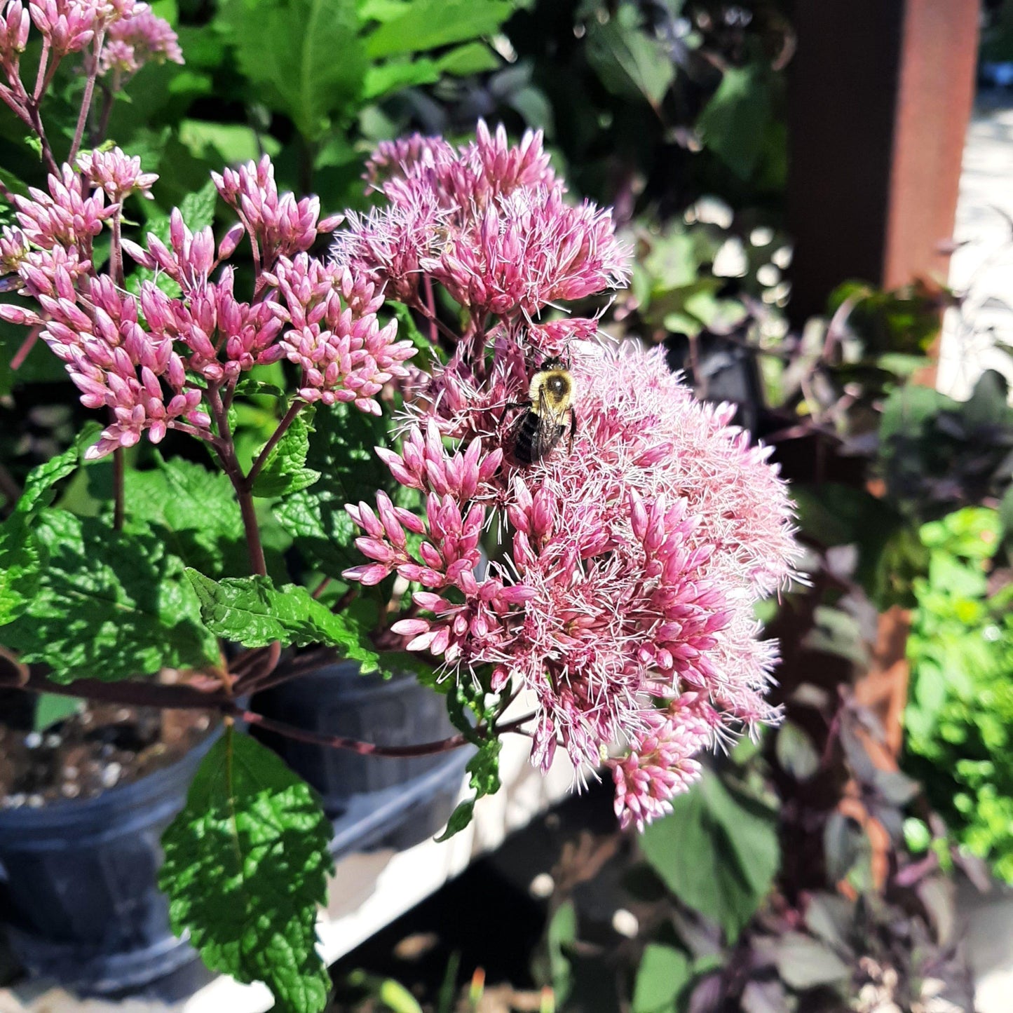 Eupatorium Maculatum Little Pye - View 2 from www redcrocus com