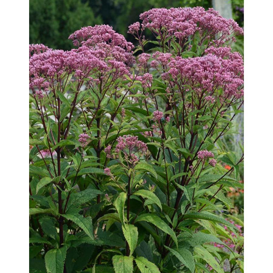 Eupatorium Maculatum Little Pye - View 3 from www redcrocus com