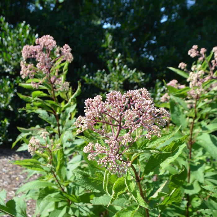 Eupatorium Maculatum Little Pye - View 6 from www redcrocus com