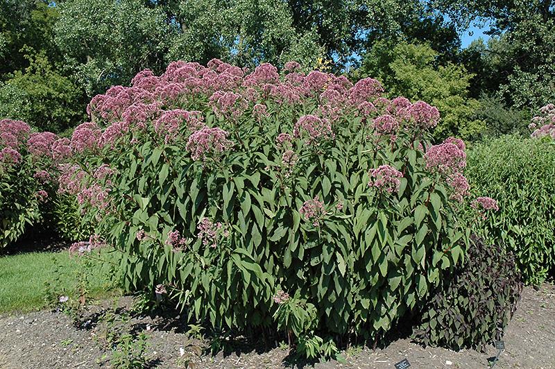 Eupatorium Maculatum Little Pye - View 7 from www redcrocus com