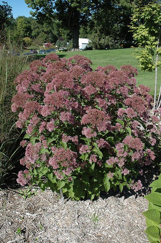 Eupatorium Maculatum Little Pye - View 9 from www redcrocus com