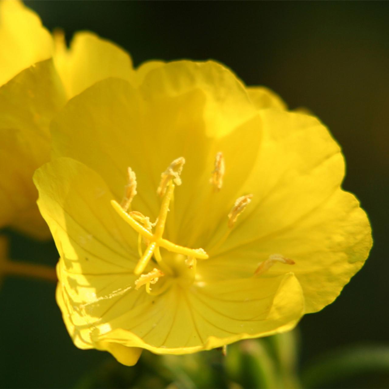 Oenothera Missouriensis - View 10 from www redcrocus com