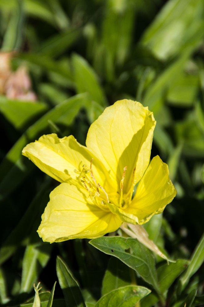 Oenothera Missouriensis - View 14 from www redcrocus com