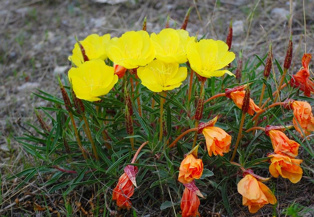 Oenothera Missouriensis - View 15 from www redcrocus com