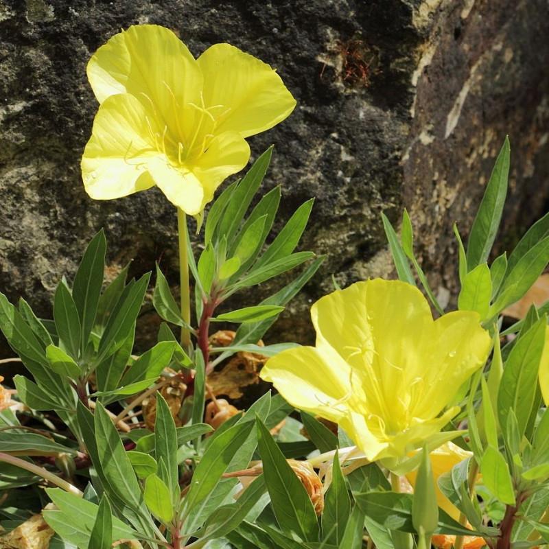 Oenothera Missouriensis - View 19 from www redcrocus com