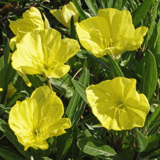 Oenothera Missouriensis - View 1 from www redcrocus com