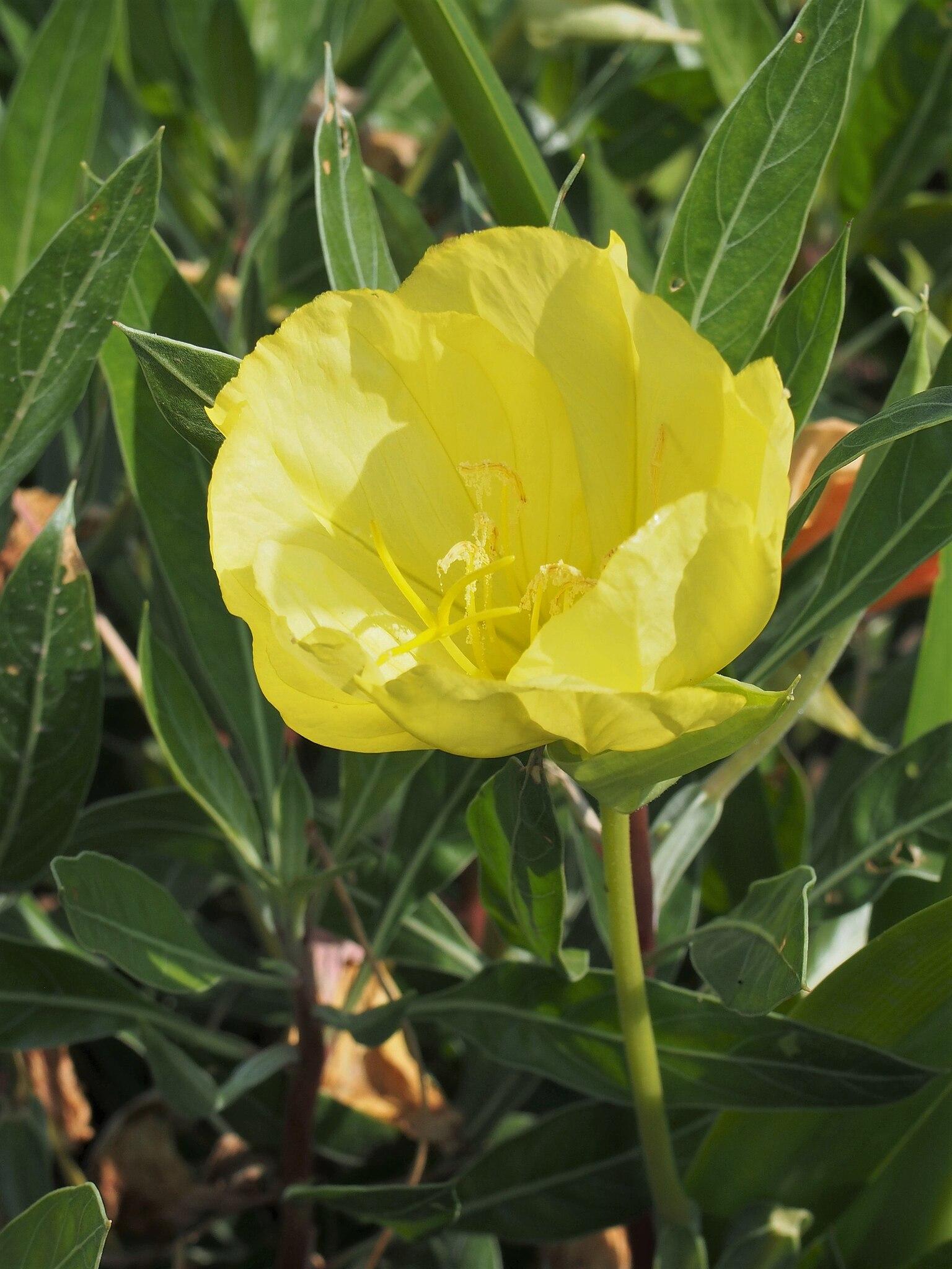 Oenothera Missouriensis - View 20 from www redcrocus com