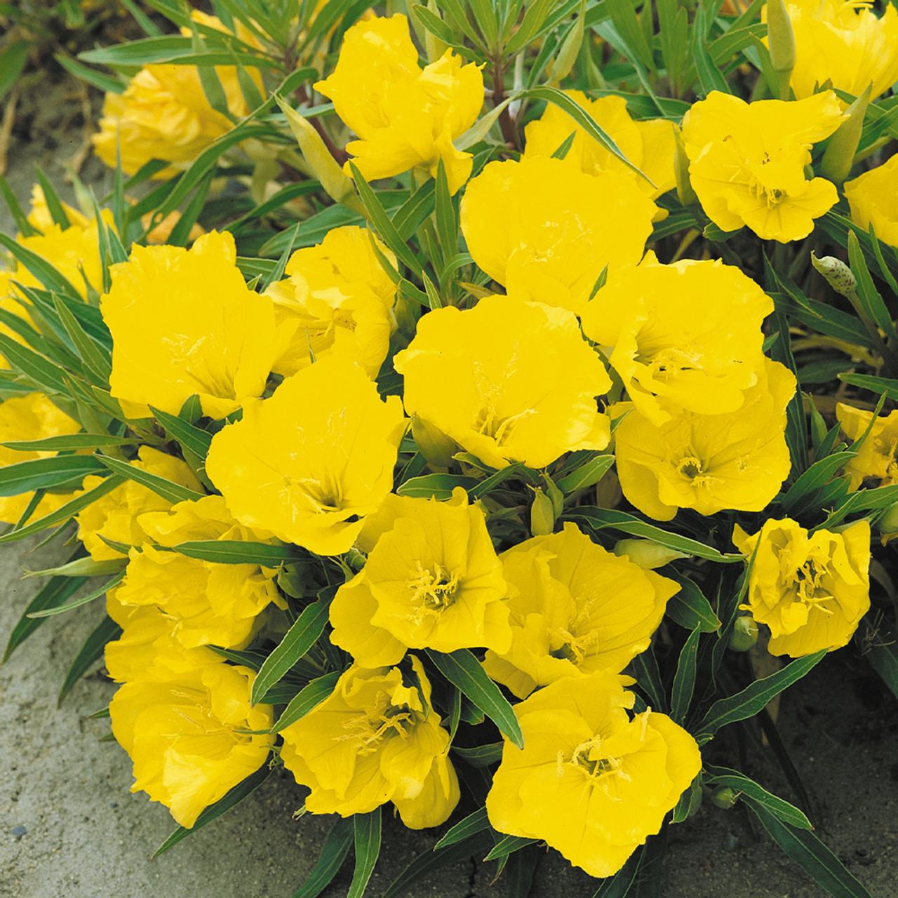 Oenothera Missouriensis - View 2 from www redcrocus com