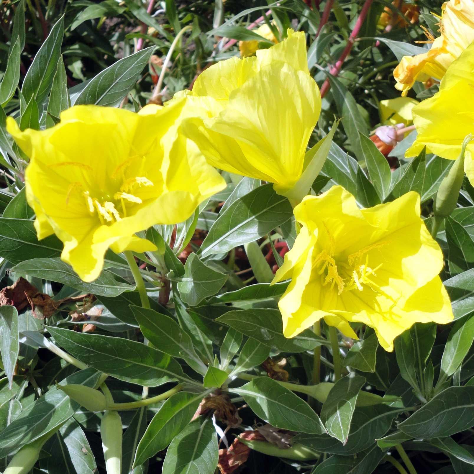 Oenothera Missouriensis - View 3 from www redcrocus com