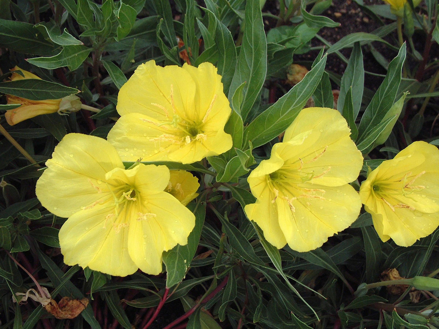 Oenothera Missouriensis - View 4 from www redcrocus com