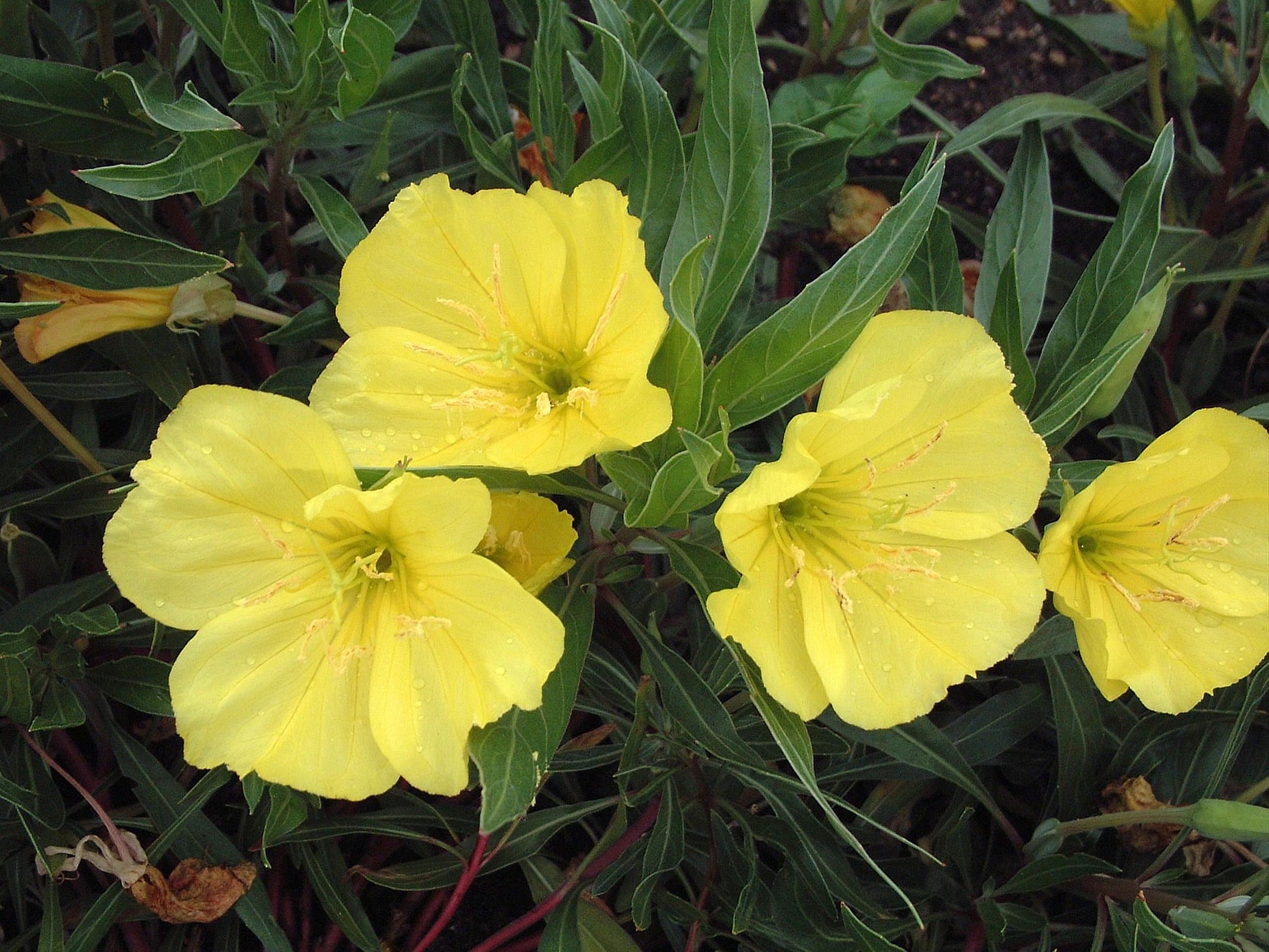 Oenothera Missouriensis - View 4 from www redcrocus com