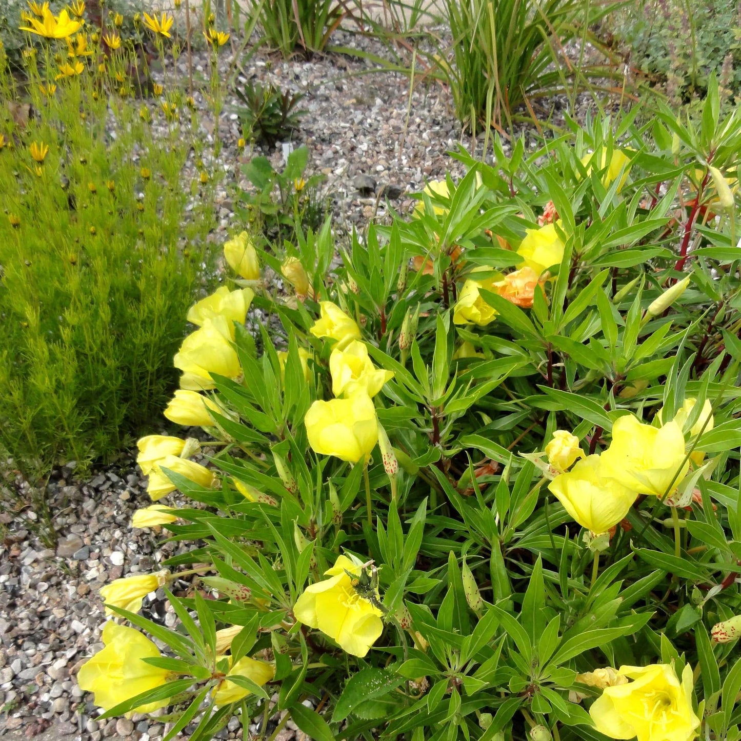 Oenothera Missouriensis - View 6 from www redcrocus com