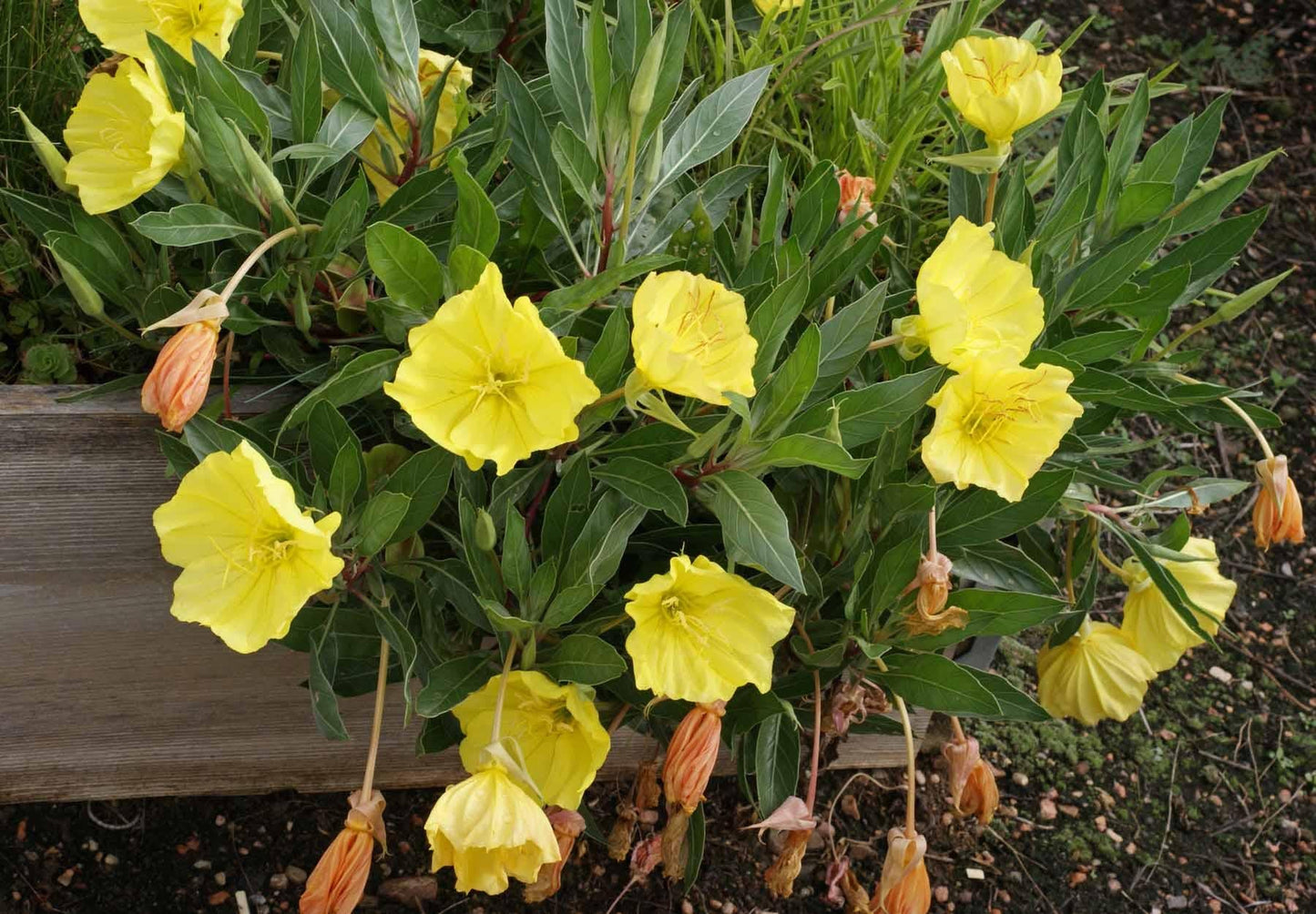 Oenothera Missouriensis - View 7 from www redcrocus com