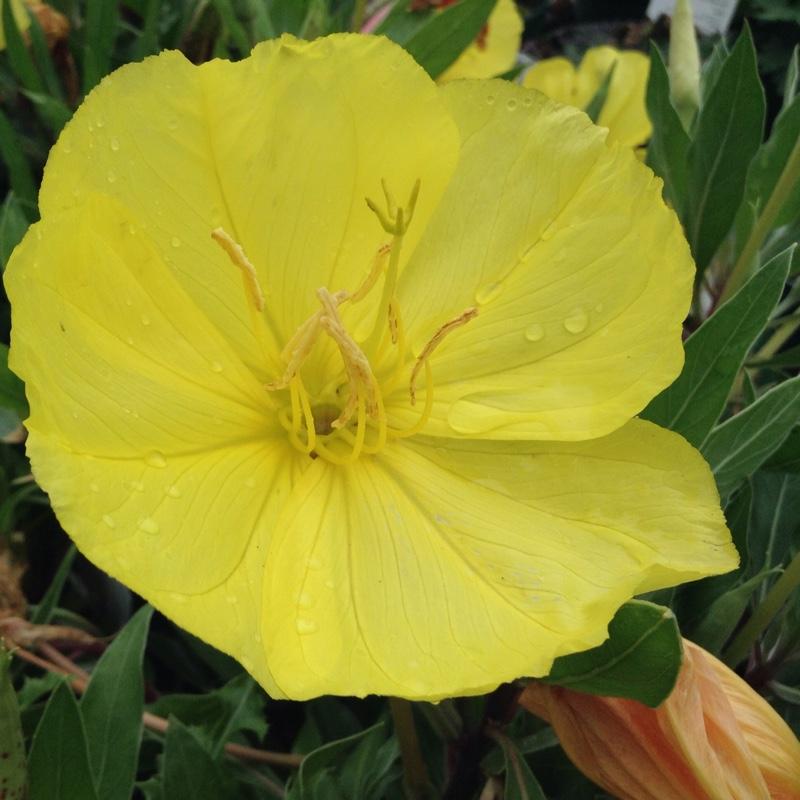 Oenothera Missouriensis - View 8 from www redcrocus com