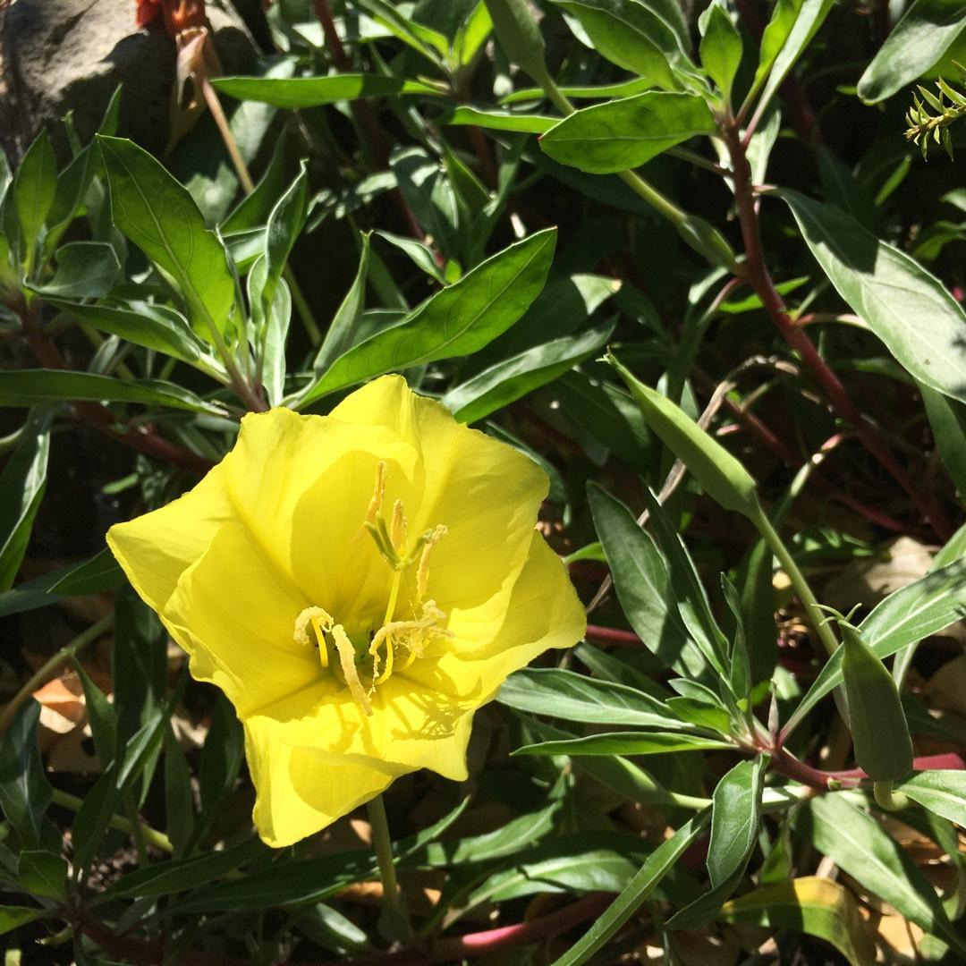 Oenothera Missouriensis - View 9 from www redcrocus com