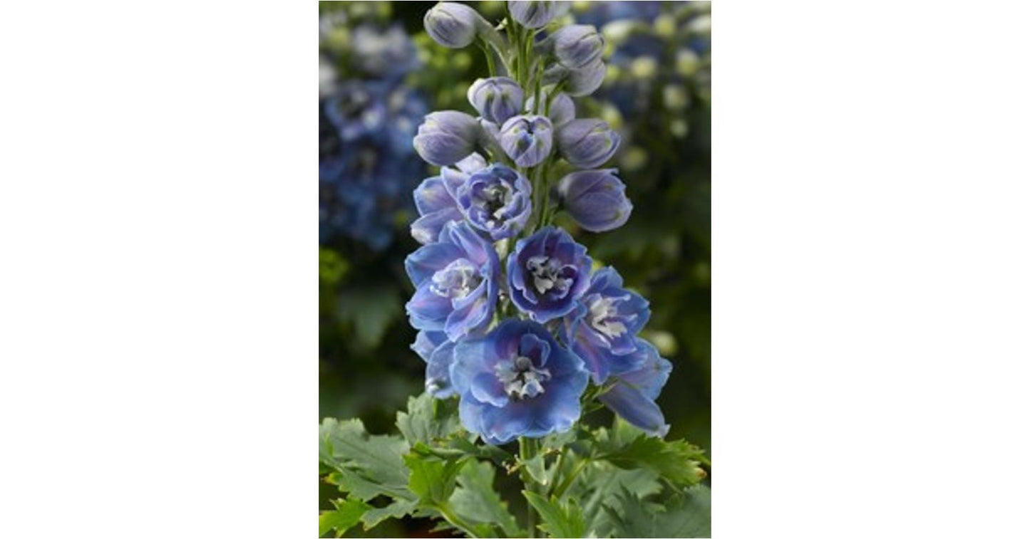 Delphinium 'delphina Light Blue White Bee' - View 10 from www redcrocus com