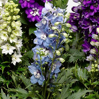 Delphinium 'delphina Light Blue White Bee' - View 11 from www redcrocus com