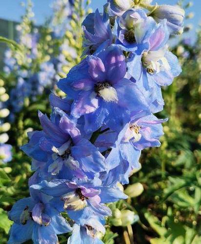 Delphinium 'delphina Light Blue White Bee' - View 13 from www redcrocus com