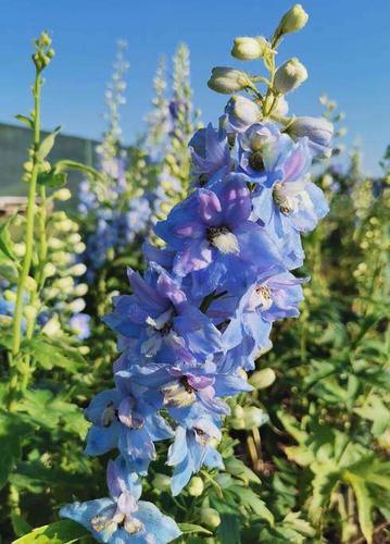 Delphinium 'delphina Light Blue White Bee' - View 14 from www redcrocus com
