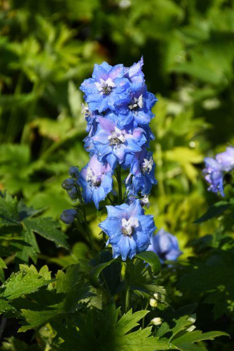 Delphinium 'delphina Light Blue White Bee' - View 15 from www redcrocus com