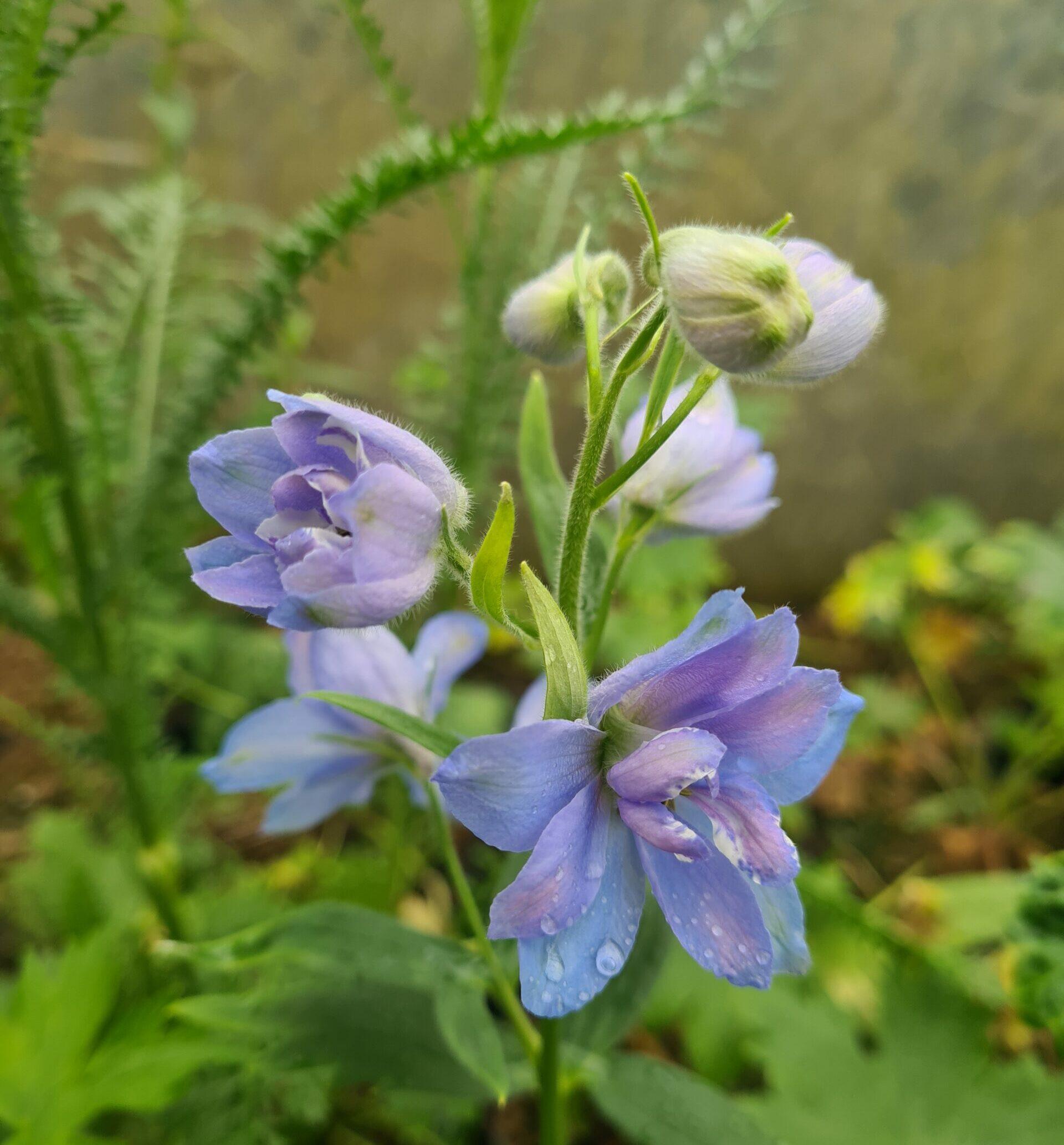 Delphinium 'delphina Light Blue White Bee' - View 16 from www redcrocus com