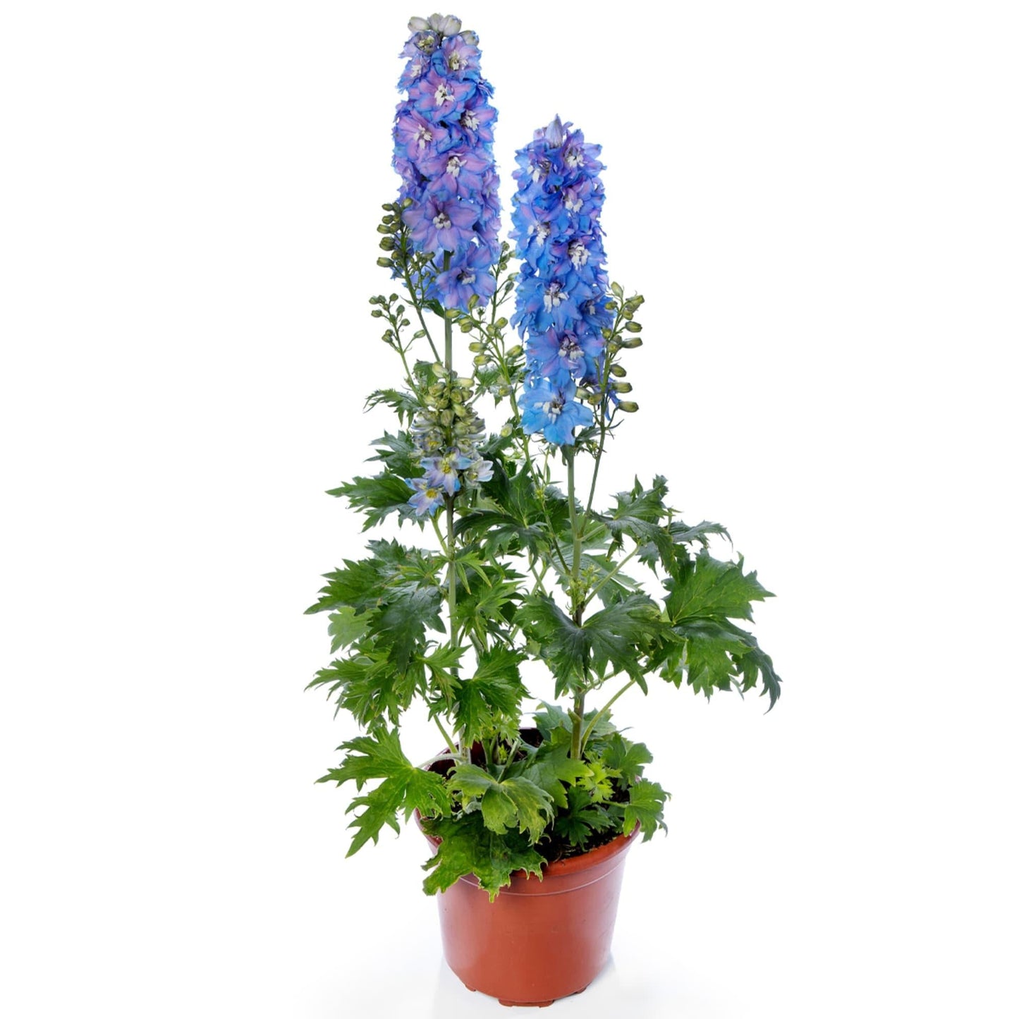 Delphinium 'delphina Light Blue White Bee' - View 18 from www redcrocus com