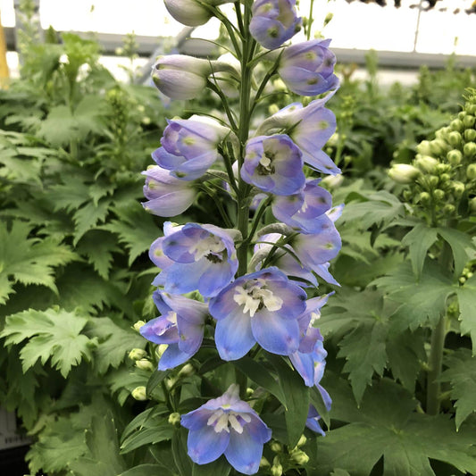 Delphinium 'delphina Light Blue White Bee' - View 1 from www redcrocus com