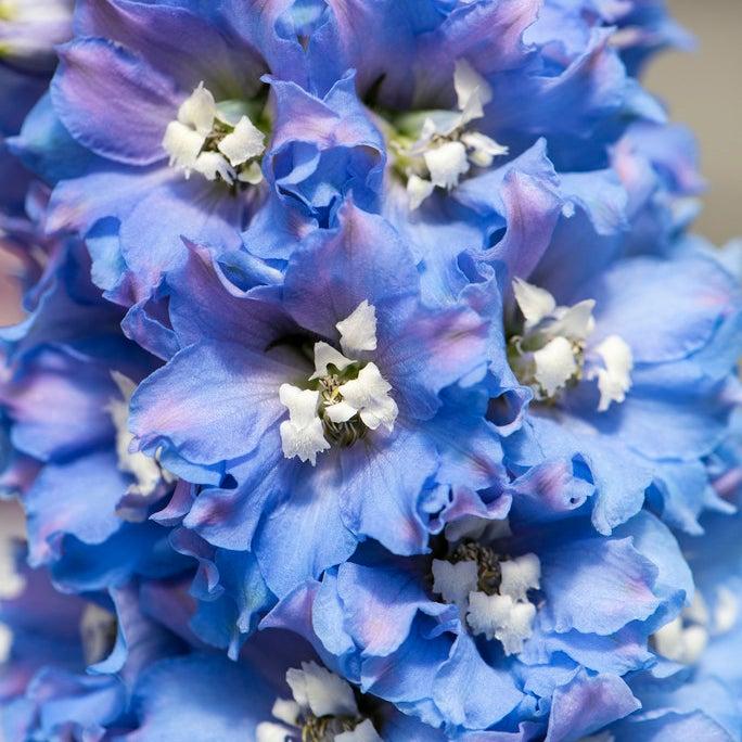 Delphinium 'delphina Light Blue White Bee' - View 22 from www redcrocus com