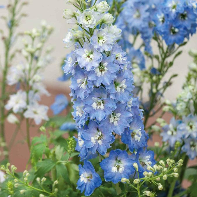 Delphinium 'delphina Light Blue White Bee' - View 23 from www redcrocus com
